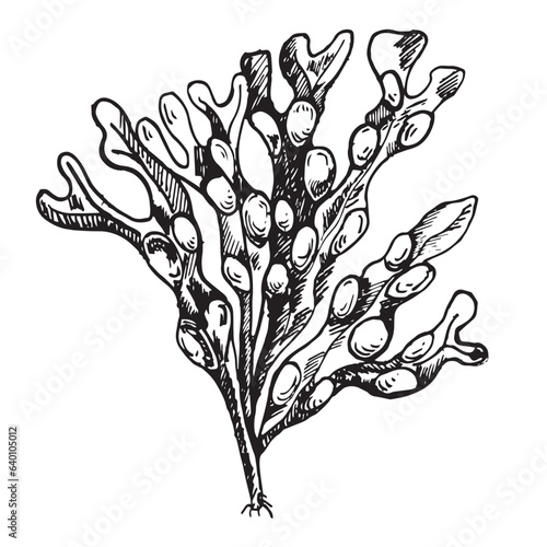 Vector sea plant ink hand drawn illustration isolated on white background. Ascophyllum, kelp, herb seaweed black white line. Design element for package, label, trade, wrapping, marine collection