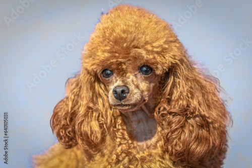 Portrait photo of a beautiful dog. © Senatorek