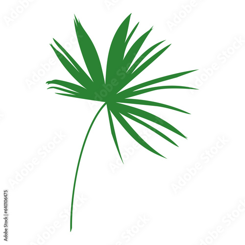 illustration of a tropical leaf