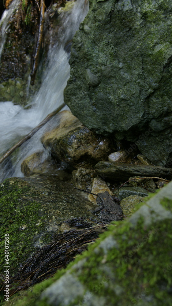 Fototapeta premium mountain frog