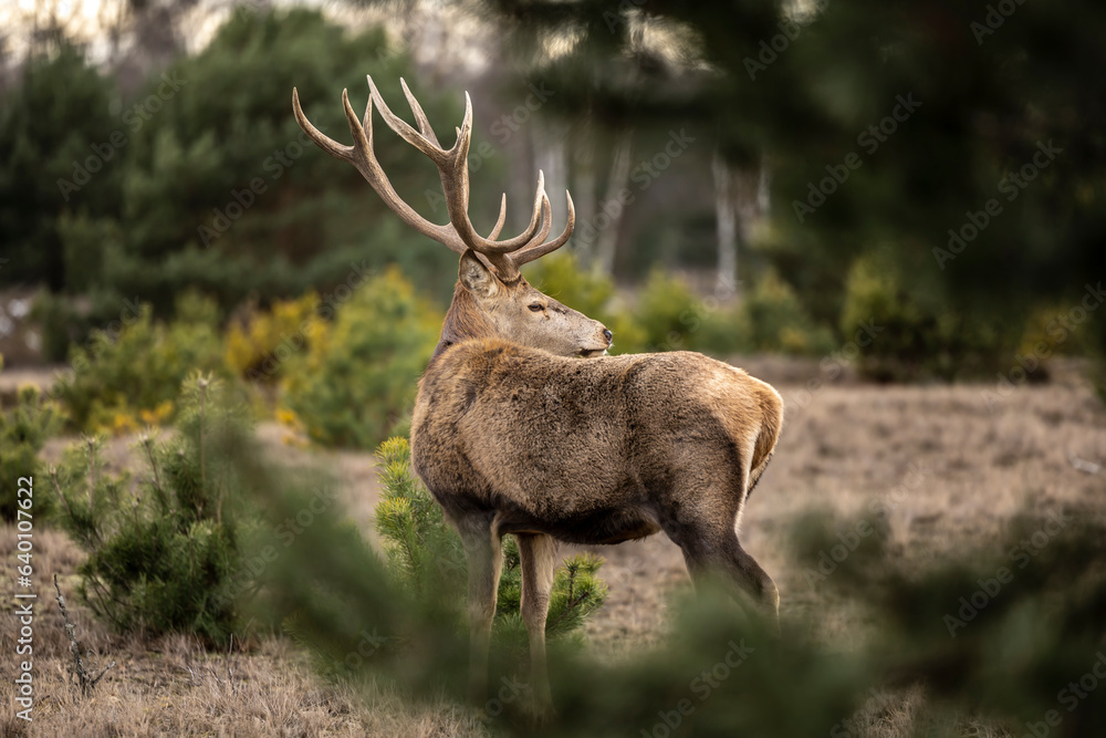 deer in forest deer in forest