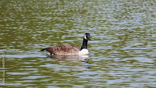 The Canada Goose, Branta canadensis at a Lake near Munich in Germany. It is a goose with a black head and neck, white patches on the face, and a brownish-gray body. photo