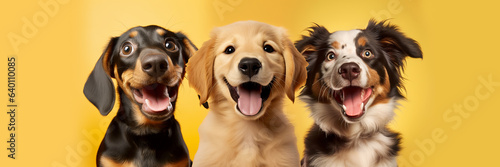 Portrait collection of three adorable puppies on bright yellow pastel studio backdrops
