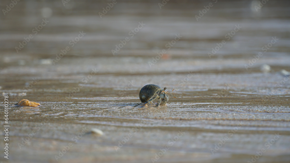 Wildlife Beach Hermit Crab Animal Shell Seashell on Beach Macro Wildlife Beach Hermit Crab Animal Shell Seashell on Beach Macro