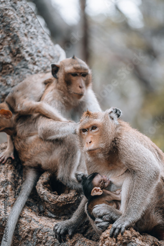 Macaque monkeys and baby monkey in Phetchaburi Thailand Asia  © Peter