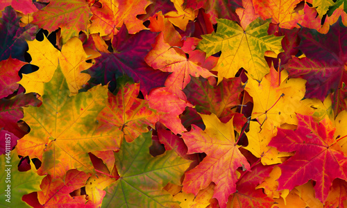 Autumn leaves texture. Natural background.