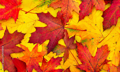 Wallpaper Mural Autumn leaves texture. Natural background. Torontodigital.ca