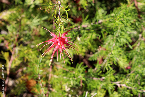Red Spider flower (Grevillea fililoba) among lush green foliage : (pix Sanjiv Shukla)