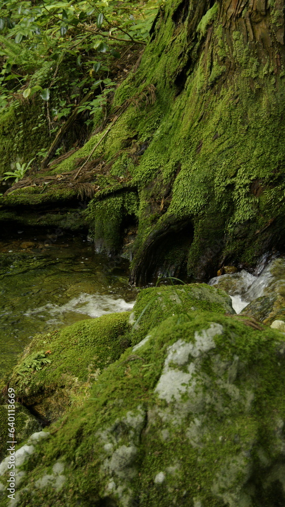 tree, moss and stream tree, moss and stream
