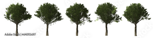 Collection of tall trees on a transparent background  cutout png