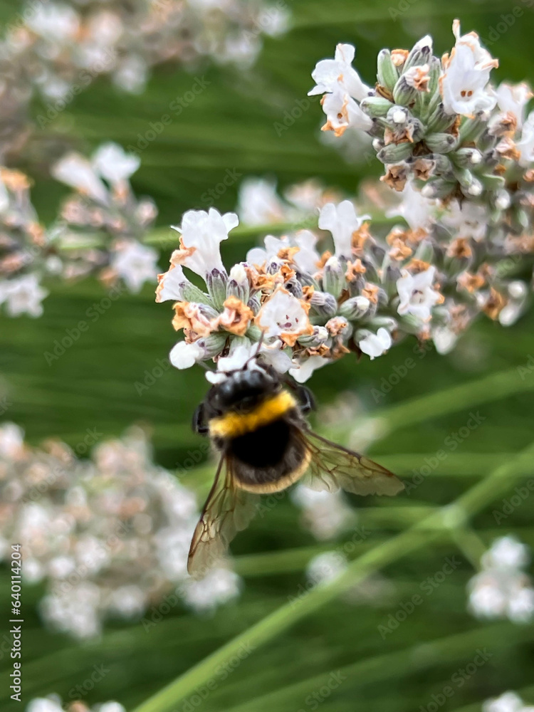 Bumblebee diligently collecting pollen and juices on a flowering bush Bumblebee diligently collecting pollen and juices on a flowering bush