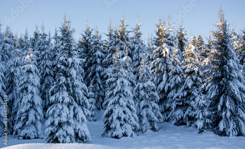 the forest covered by snow on a beautiful and cold winter day