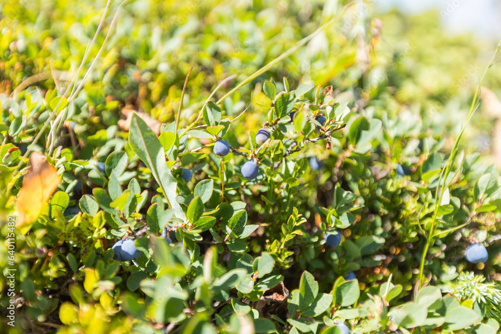 Obraz premium Wild blueberries grow naturally on summer green fields.