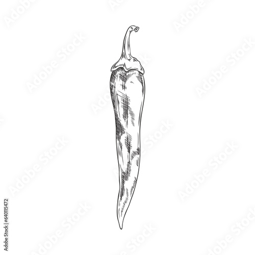 Hand drawn monochrome chili pepper sketch style, vector illustration