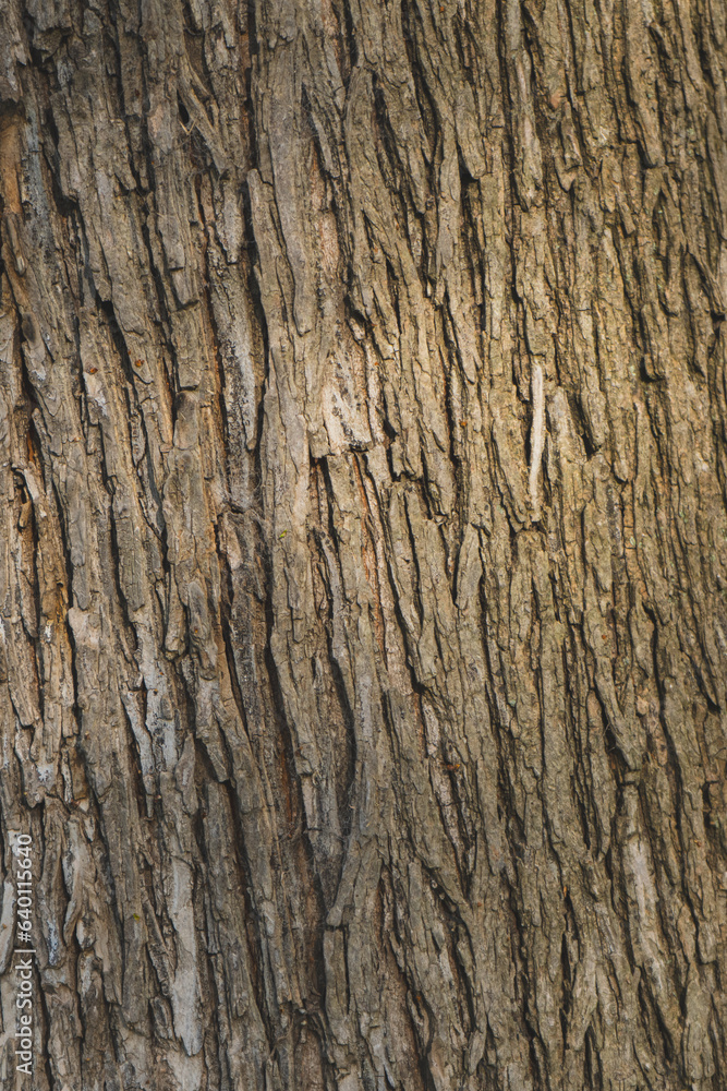 Embossed texture of the bark of oak. Panoramic photo of the oak texture. Embossed texture of the bark of oak. Panoramic photo of the oak texture.