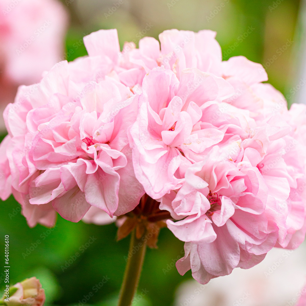 Close-up Macro Shot of Pelargonium or Garden Geranium Flowers of Bold Diamond Wedding Sort. Close-up Macro Shot of Pelargonium or Garden Geranium Flowers of Bold Diamond Wedding Sort.