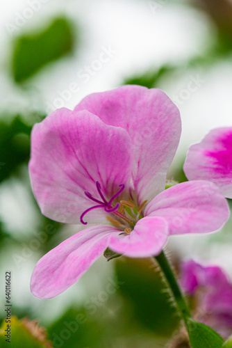 Close-up Macro Shot of Pelargonium or Garden Geranium Flowers of Angel Ralf Sort.