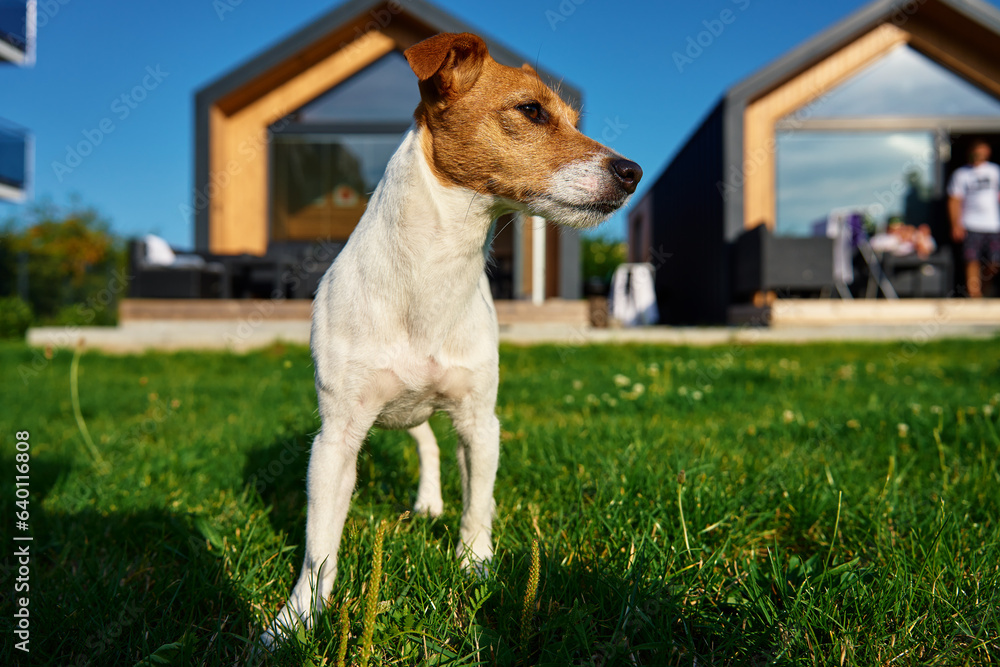 Cute small dog on front yard near suburban house at summer day. Pet walking on lawn with green grass against house facade. Jack Russell terrier portrait Cute small dog on front yard near suburban house at summer day. Pet walking on lawn with green grass against house facade. Jack Russell terrier portrait