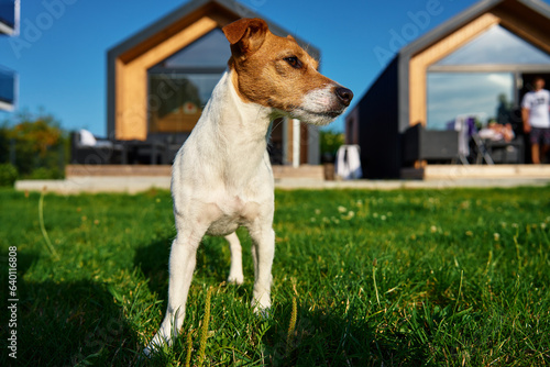 Cute small dog on front yard near suburban house at summer day. Pet walking on lawn with green grass against house facade. Jack Russell terrier portrait