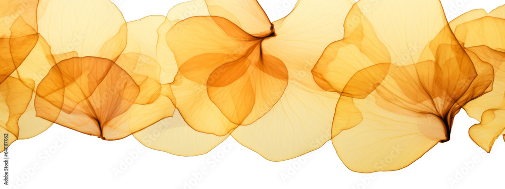 Abstract texture background illustration banner of yellow organic mushroom petals flowers details, isolated on transparent background png