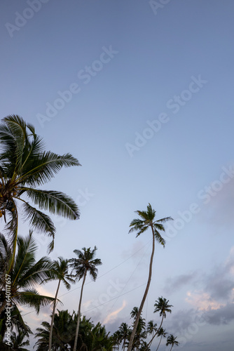 Palm tree swing above ocean at Dalawella Beach  Unawatuna  Sri Lanka 