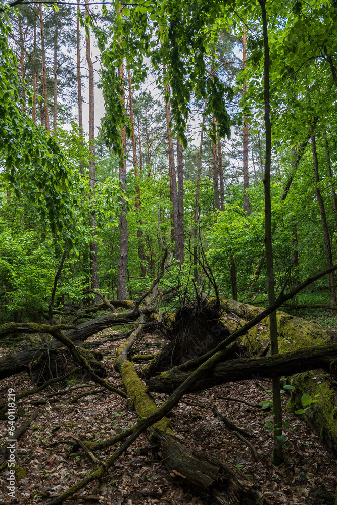Fototapeta premium Kampinoski National Park Landscape In Poland