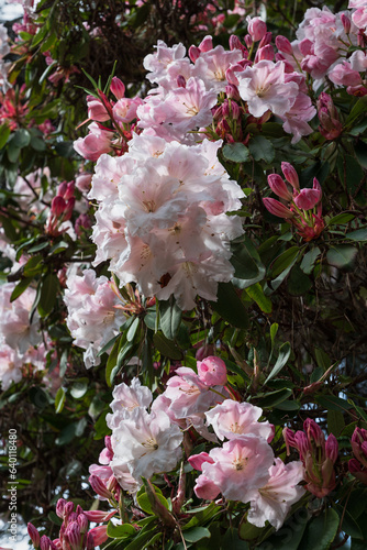 Flowers of Rhododendron Loderi (fortunei x griffithianum) in spring, flowering plant in the family Ericaceae photo