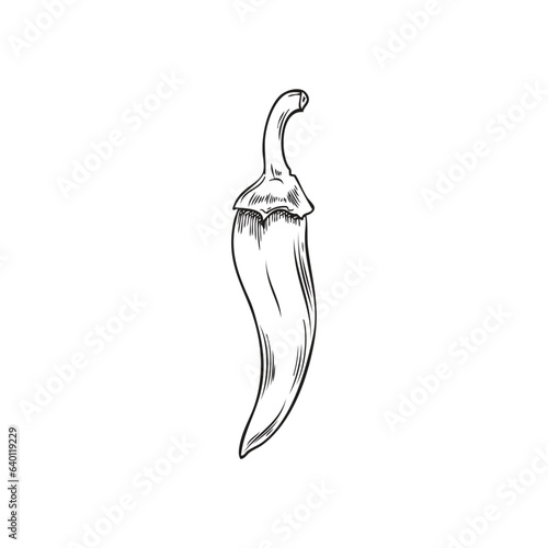 Whole chili pepper, black contour cayenne paprika plant pod, outline spicy vegetable vector hand drawn illustration