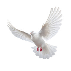 PNG of One White Dove freedom flying Wings on transparent background symbol of International Day of Peace, Holy spirit of God in Christian religion heaven concept