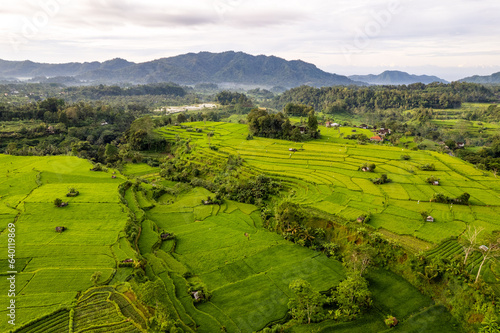 Aerial sunrise view of green rice fields close to Sidemen in Bali  Indonesia 
