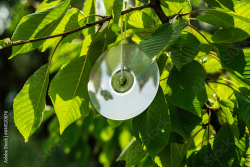 roślin, kwiat, charakter, jary, drzew, feuille, jardin, lato, kwiat, galąz, kwiat, flora, bliska, biała, kwiat, makro, busz, liści, kubki, feuille, bory, ziele