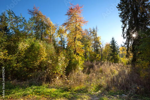 Red and yellow colorful autumn trees background