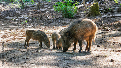 Wildsau mit ihren jungen Ferkeln