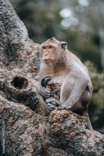 Macaque monkeys and baby monkey in Phetchaburi Thailand Asia 