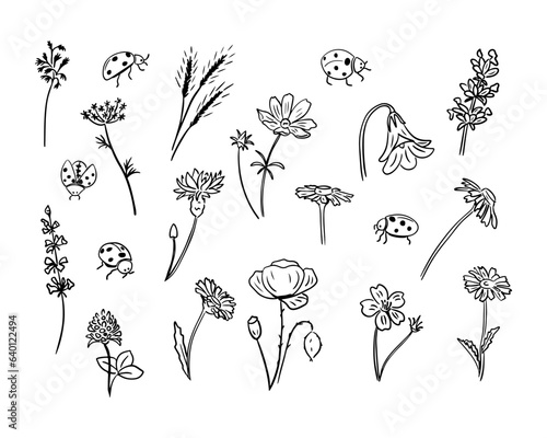 Set of hand drawn doodle meadow herbs and insect. Meadow grasses and ladybirds. Black vector isolated plants and insect on white background. Sketch technique. Ideal for coloring pages, stickers, tatoo