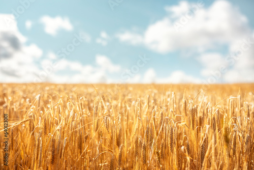 Wheat or barley field background