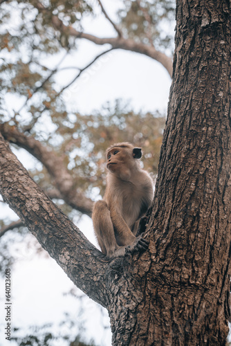 Wild toque macaque monkey during the morning in Sigiriya, National Park 