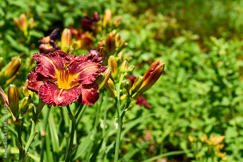 Fototapeta premium Delicate magenta red daylily Burgundy Love and fresh greenery in summer garden