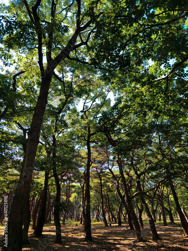 Take a look at this beautiful forest photograph from hwangseong park in gyeongju, Korea!