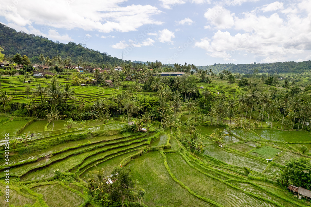 Aerial sunrise view of green rice fields close to Sidemen in Bali, Indonesia 