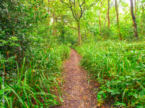 Woodland path leading through green trees and undergrowth