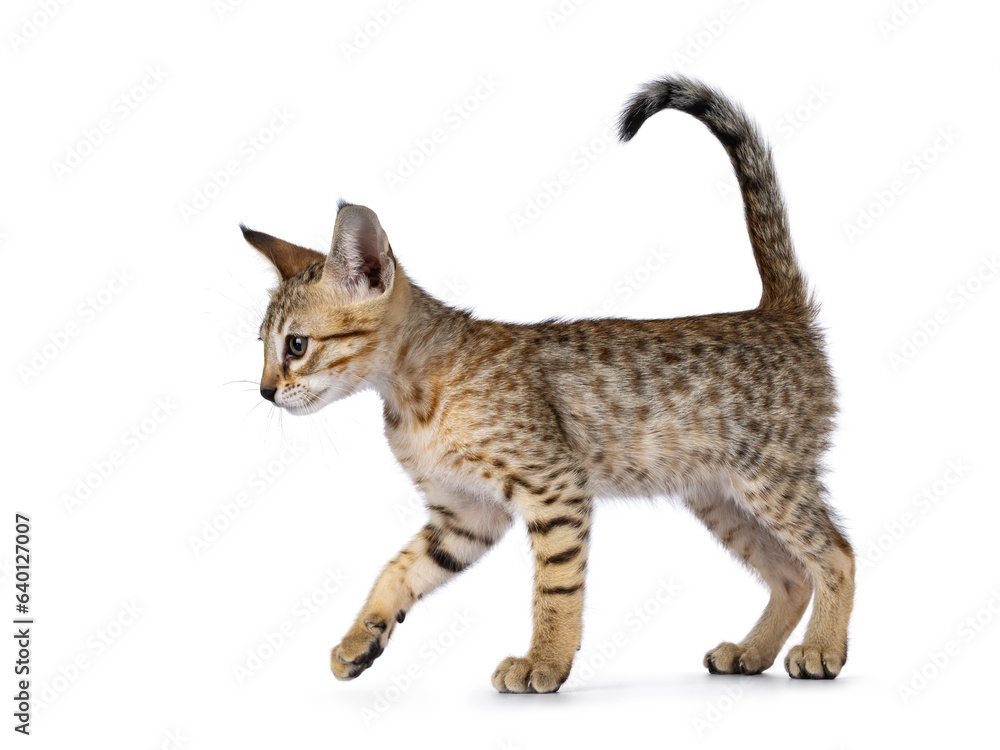 Cute brown spotted F5 Savannah cat kitten, walkingside ways. looking straight ahead and away from camera. Head up and tail fierce in air. Isolated on a white background.