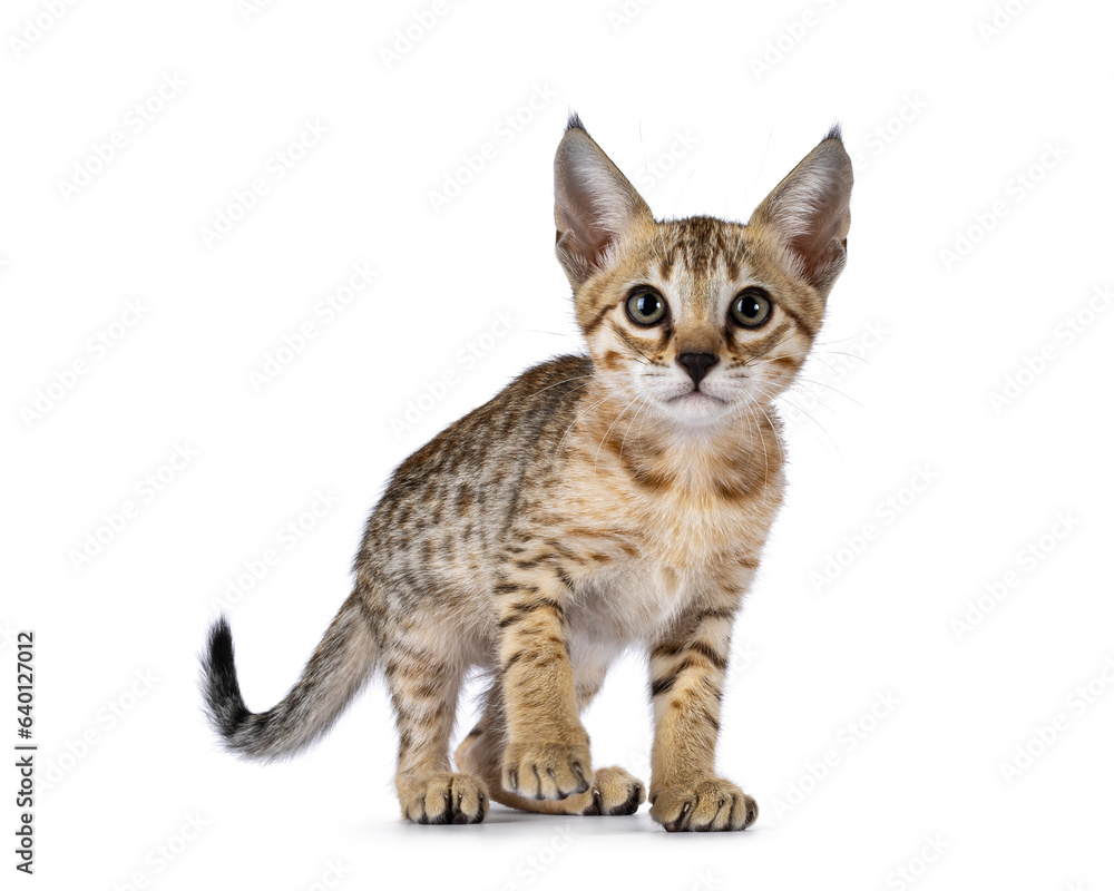 Fototapeta premium Cute brown spotted F5 Savannah cat kitten, standing up facing front. looking straight to camera. isolated on a white background.