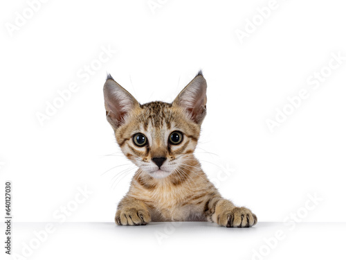 Head shot of cute brown spotted F5 Savannah cat kitten, peeping over edge. looking towards camera. isolated on a white background.