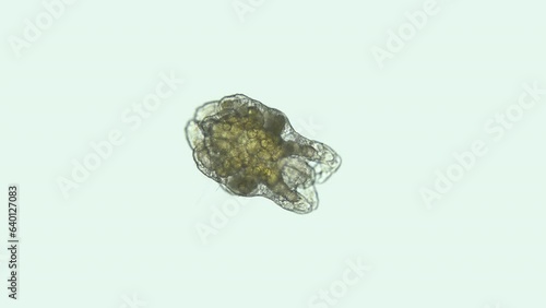 Larva of sea spider Pseudopallene spinipes under microscope, order Pantopoda. Protonymphon stage. White sea photo