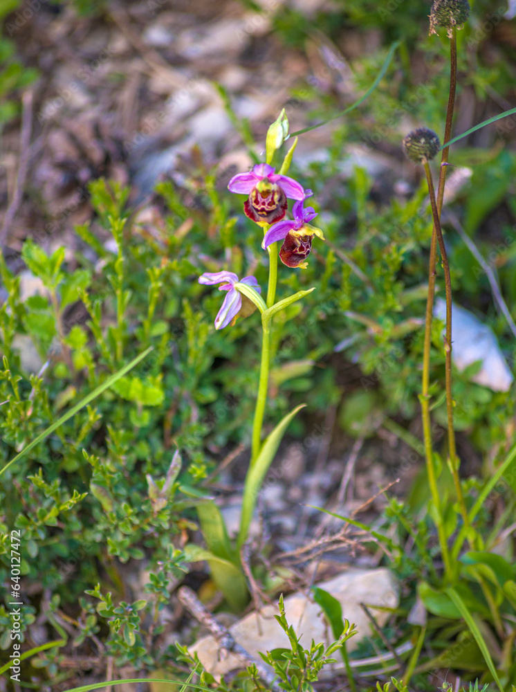 Ophrys abeille au mont Balvay, Leyssard, Ain, France Ophrys abeille au mont Balvay, Leyssard, Ain, France