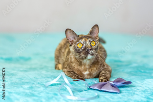 A domestic cat of Burmese breed  playful and active  in a city apartment building. Loves toys and bows. The eyes of a happy pet playing and wanting to attack.