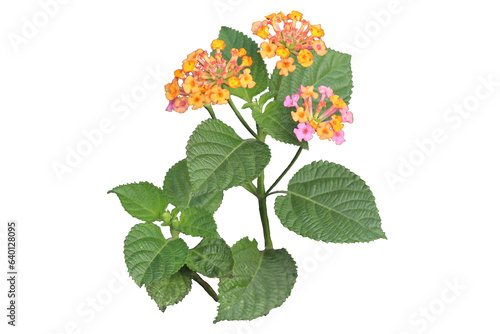Tableau sur toile yellow and pink west Indian Lantana camara flower isolated transparent backgroun