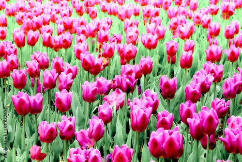 Blure delicate carpet picture of pink tulips in the park  plantation