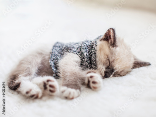 Kitten sleep on plaid © Tatyana Gladskih